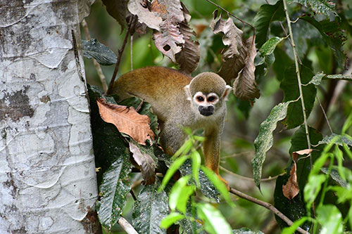 Photo: A monkey in the rainforest. Photo cc Anthony Vastano.